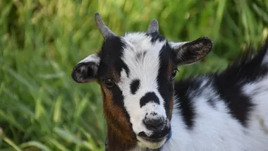 Зображення Phys