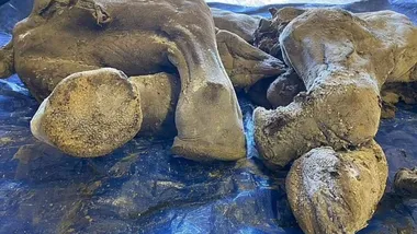 Зображення The Daily Galaxy