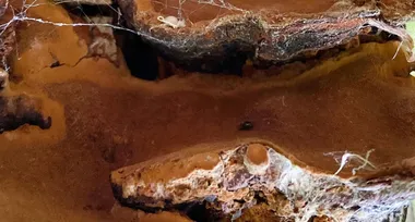 У Європі мешкає найменший жук