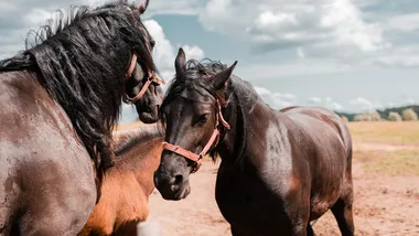 Ілюстративне зображення Freepik