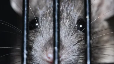 Зображення ScienceBlog