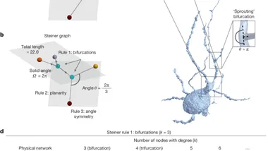 Зображення nature.com