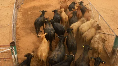 Зображення NYT