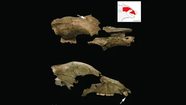 Зображення ZME Science