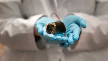 Зображення NYT