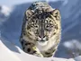 У Непалі вперше підрахували сніжних барсів: виявлено майже 400 особин
