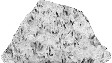 Фото надане Університетом Квінсленду