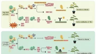 Зображення newswise.com