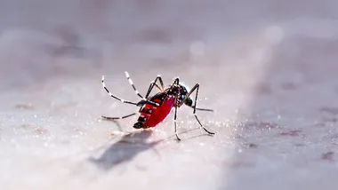 Зображення Futurity