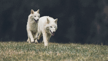 Зображення ZME Science