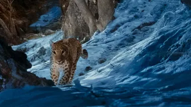 Зображення New Scientist