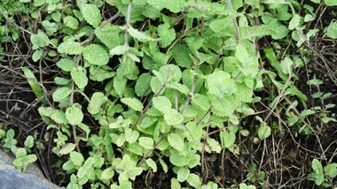 Зображення Senior Researcher Essel Tolosa/GMA News Online