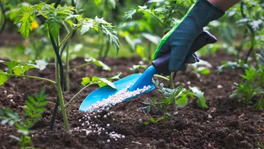 Зображення New Scientist