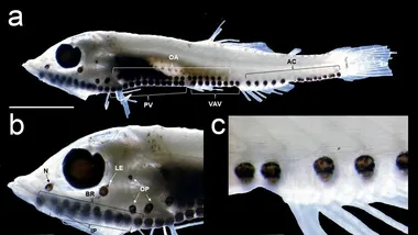 Зображення Vinciguerria mabahiss, SN