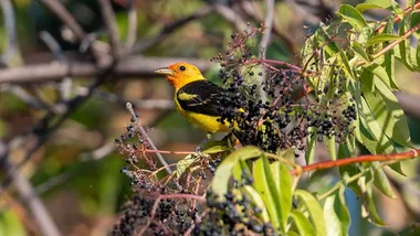 Зображення Jonathan Eisen/UC Davis