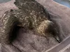 Пташиний грип H5N1 вперше виявили в Австралії