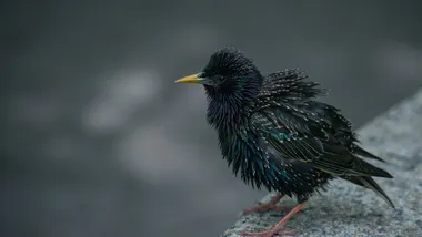 Ілюстративне зображення Freepik