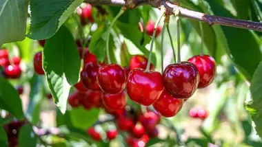 Зображення Watts Up With That？