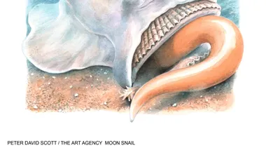 Зображення discoverwildlife.com