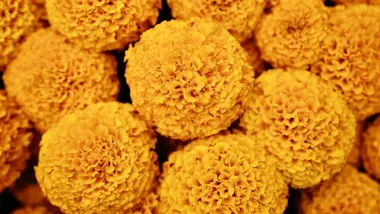 Зображення Yahoo