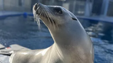 Зображення NYT