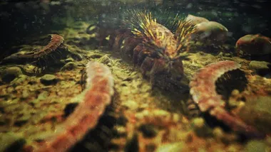 Зображення Sci.News