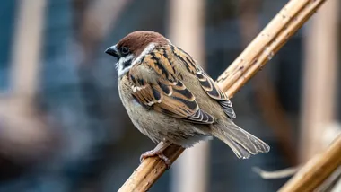 Ілюстративне зображення Freepik