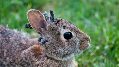 Зображення NYT