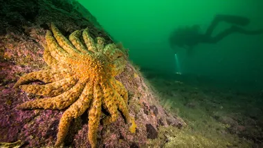 Зображення NYT