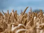 Вчені знайшли мутацію пшениці, що втричі збільшує врожай