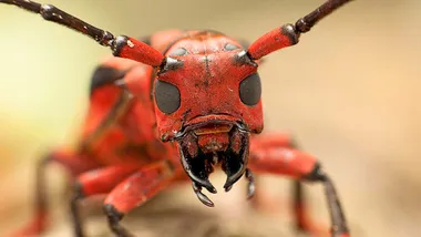 Зображення New Scientist