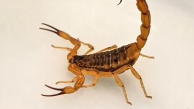 Зображення ZME Science