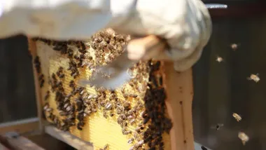 Зображення ZME Science