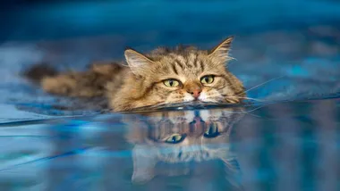 Зображення New Scientist