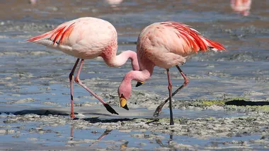 Зображення ZME Science