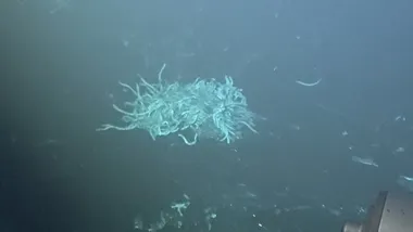 Зображення NYT