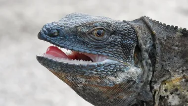 Зображення NYT