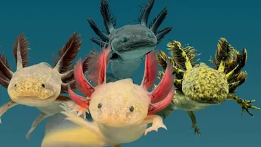 Аксолотлі стали всесвітньою сенсацією, але у&nbsp;природі зникають