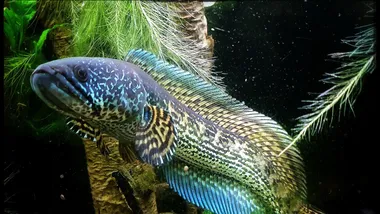 Фото r/Aquariums, Reddit