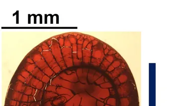 Зображення Phys