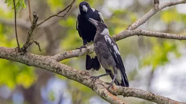 Зображення Sci.News