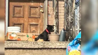 Зображення thedodo.com