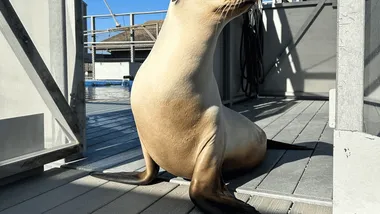 Зображення ZME Science