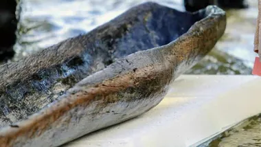 Зображення ZME Science