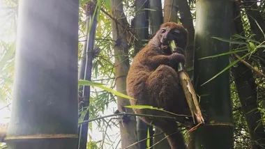 Зображення NYT