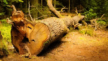 Фото Maciej Cisowski