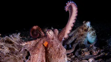 Зображення NYT