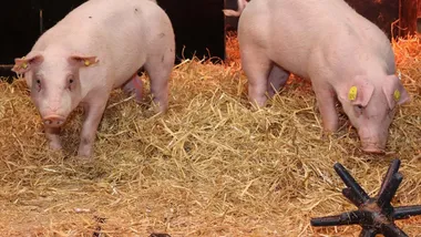 Зображення New Scientist