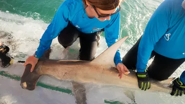 Зображення Phys