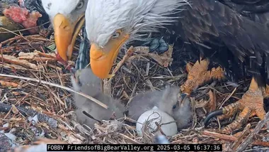 Фото Friends of Big Bear Valley